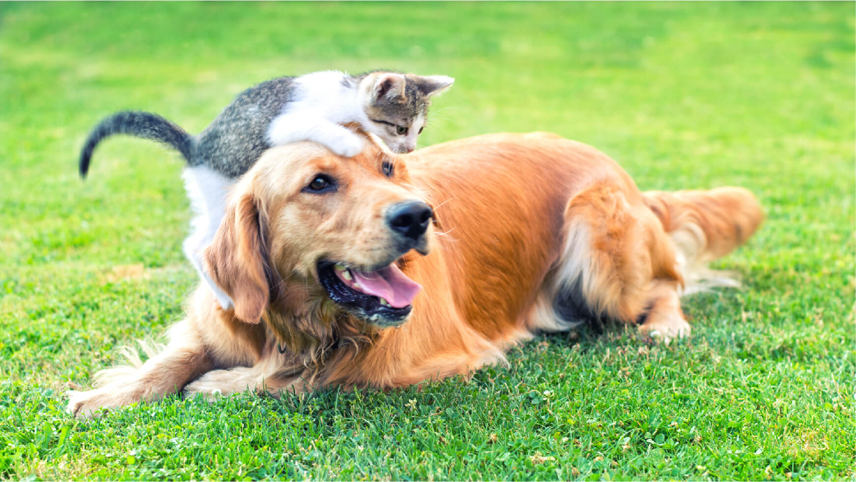 A kitten climbing on a dog