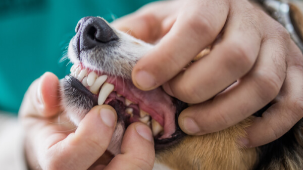 A vet showing a dogs teeth