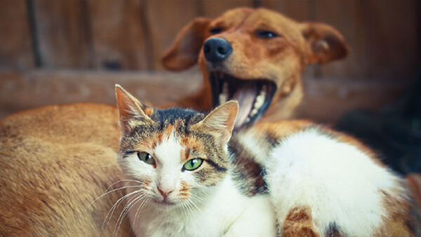 A cat with a dog yawning