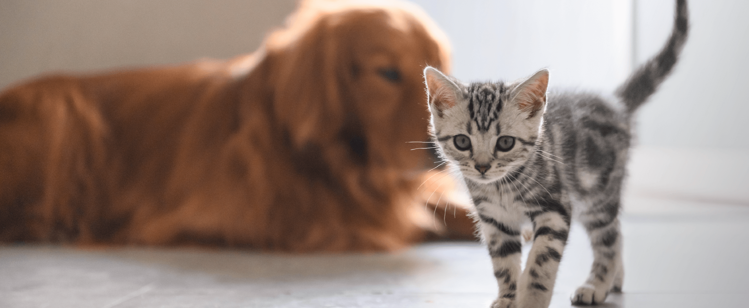 Image of a cat and dog