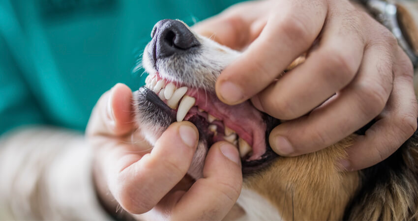 A vet showing a dogs teeth