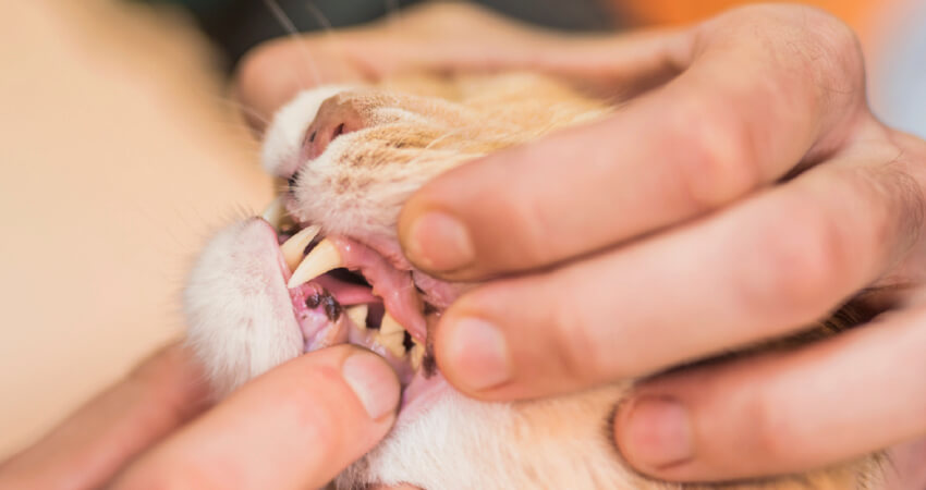 An owner showing a dogs teeth