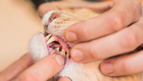 A vet showing a dogs teeth