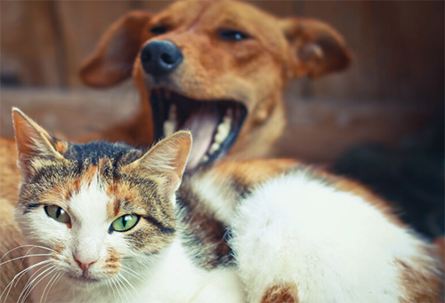 A cat with a dog yawning