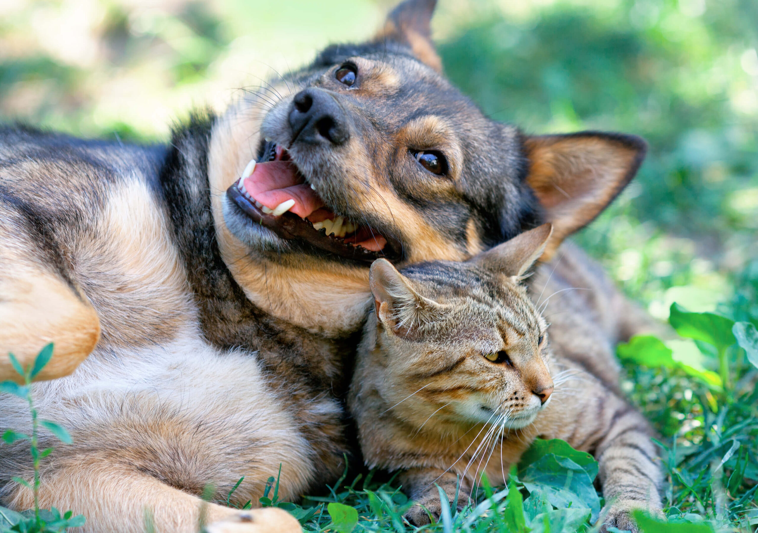 A dog and a cat lying together