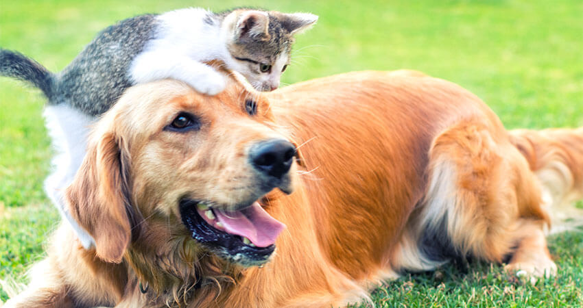 A cat jumping on to a dog