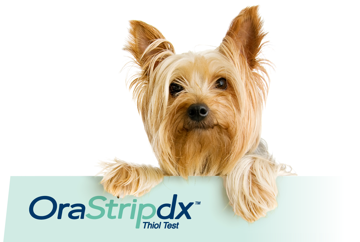 Dog on OraStripdx logo